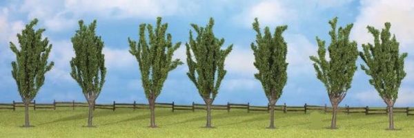 NOC25098 - 7 Peupliers 12 cm - 1