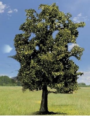 NOC21690 - Hêtre - 13 cm - 1