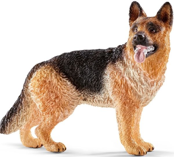 SHL16831 - Berger allemand - 1